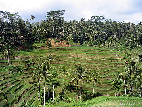Типичный пейзаж Бали. Рисовые террасы