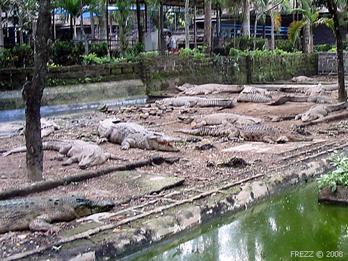 Крокодиловая ферма на Бали