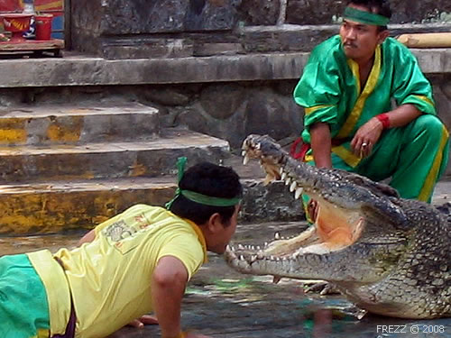 Рискованный трюк с крокодилом