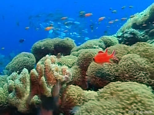 Подводный мир Бали