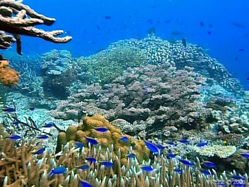 подводный мир Бали