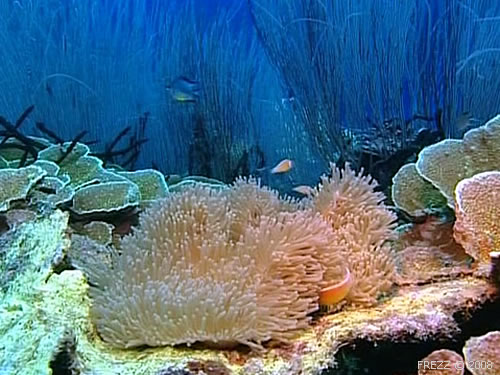 Водоросли и кораллы