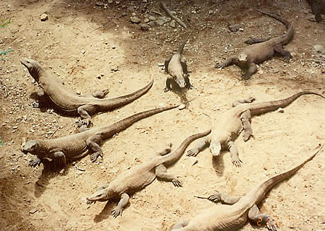 Комодские драконы достигают полового созревания лишь к десятому году жизни