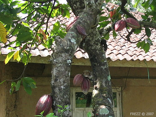 Дерево с плодами какао