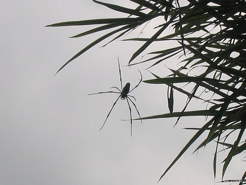 Гигансткий паук