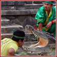 Рискованный трюк с крокодилом