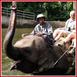 Бали. При желании можно поплавать на слоне