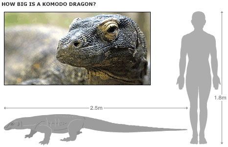 Средняя ждлина реликтовых рептилий, обитающих на Комодо – 1,5-2 метра